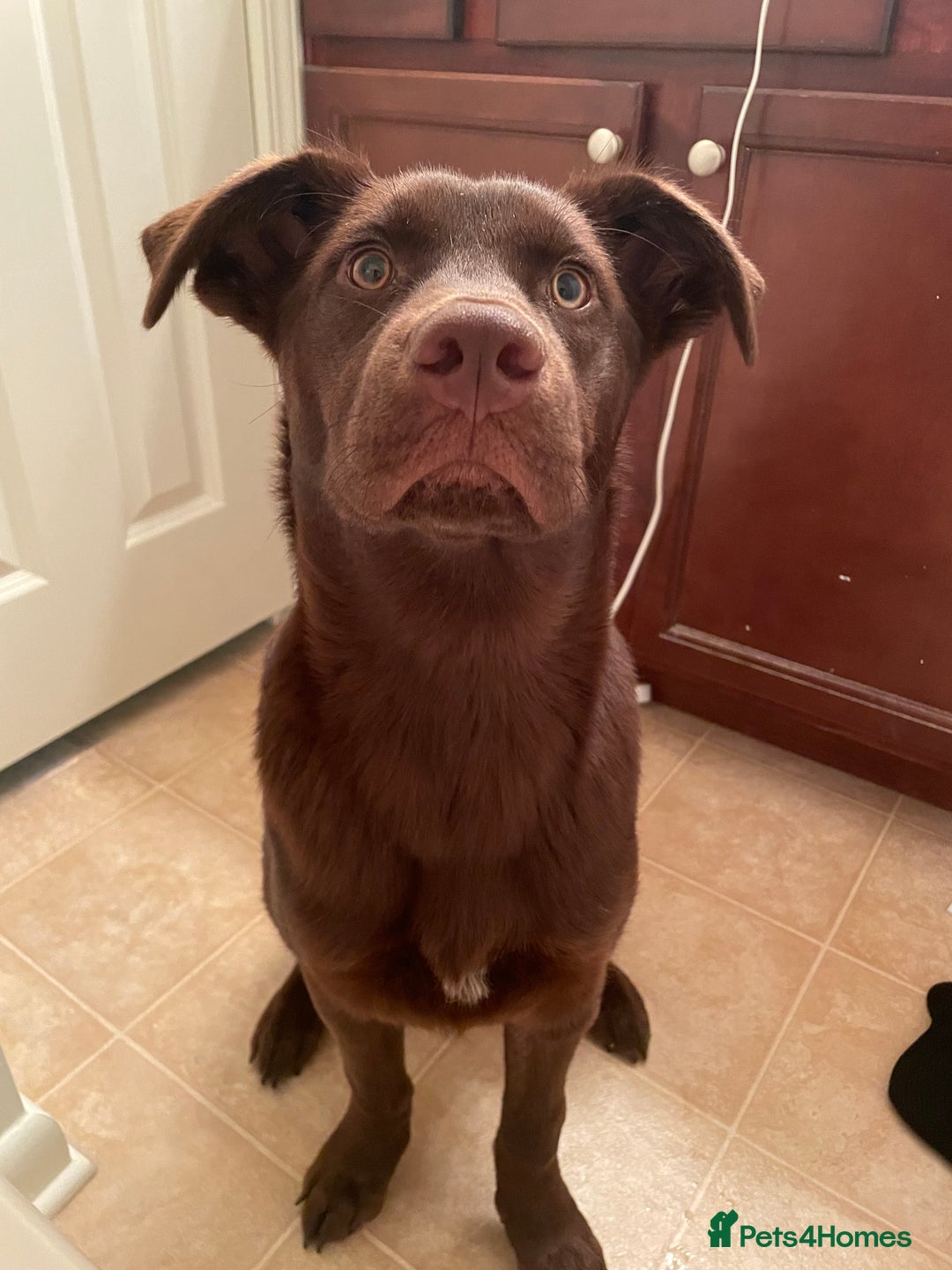 Mixed Breed dogs for sale: Hazel - Beautiful Labrador/Husky mix 3 yr old girl - Advert 2