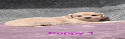 Maltipoo dogs for sale: Stunning Toy Maltipoo Puppies  - Advert 2