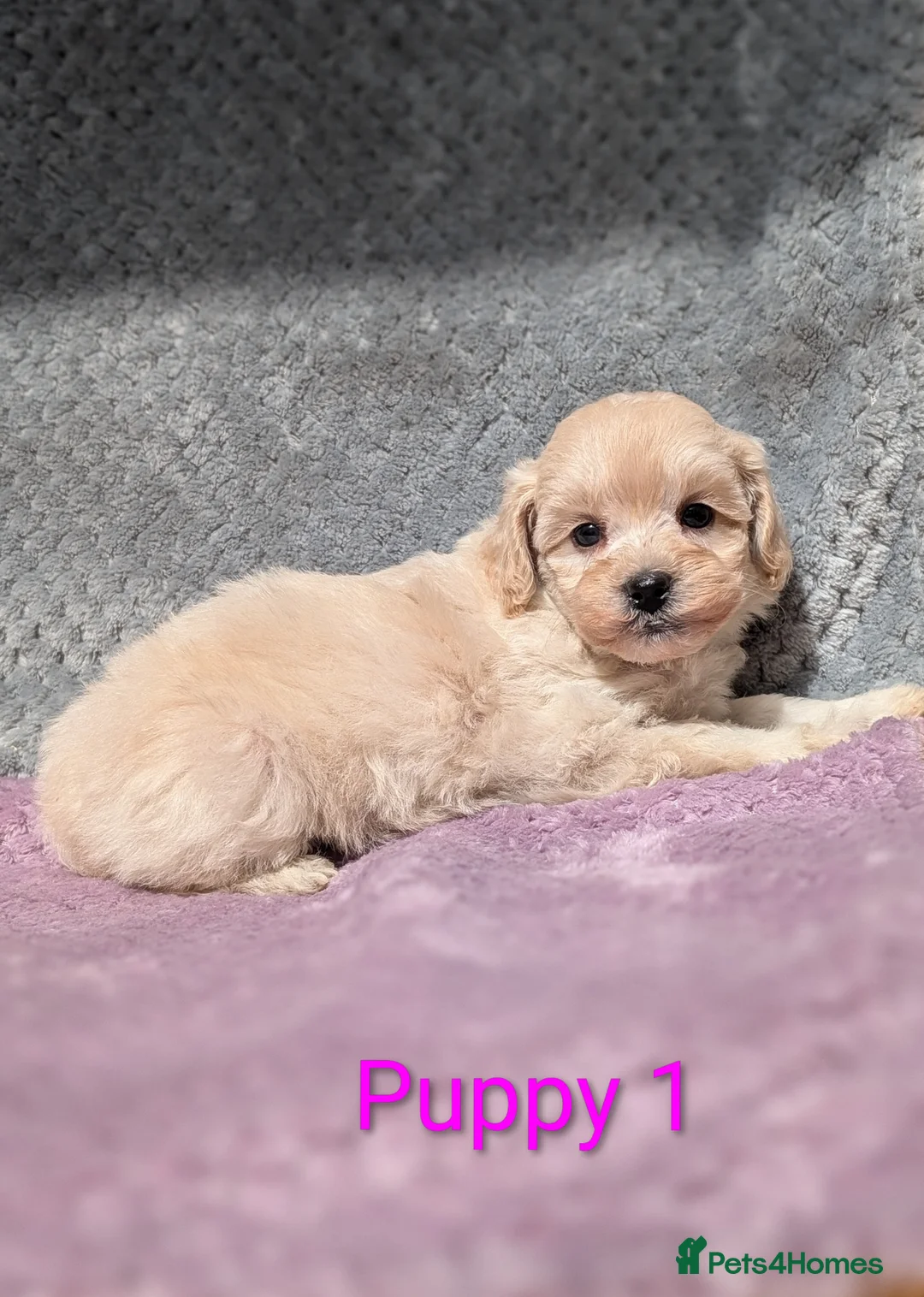 Maltipoo dogs for sale: Stunning Toy Maltipoo Puppies  - Advert 2
