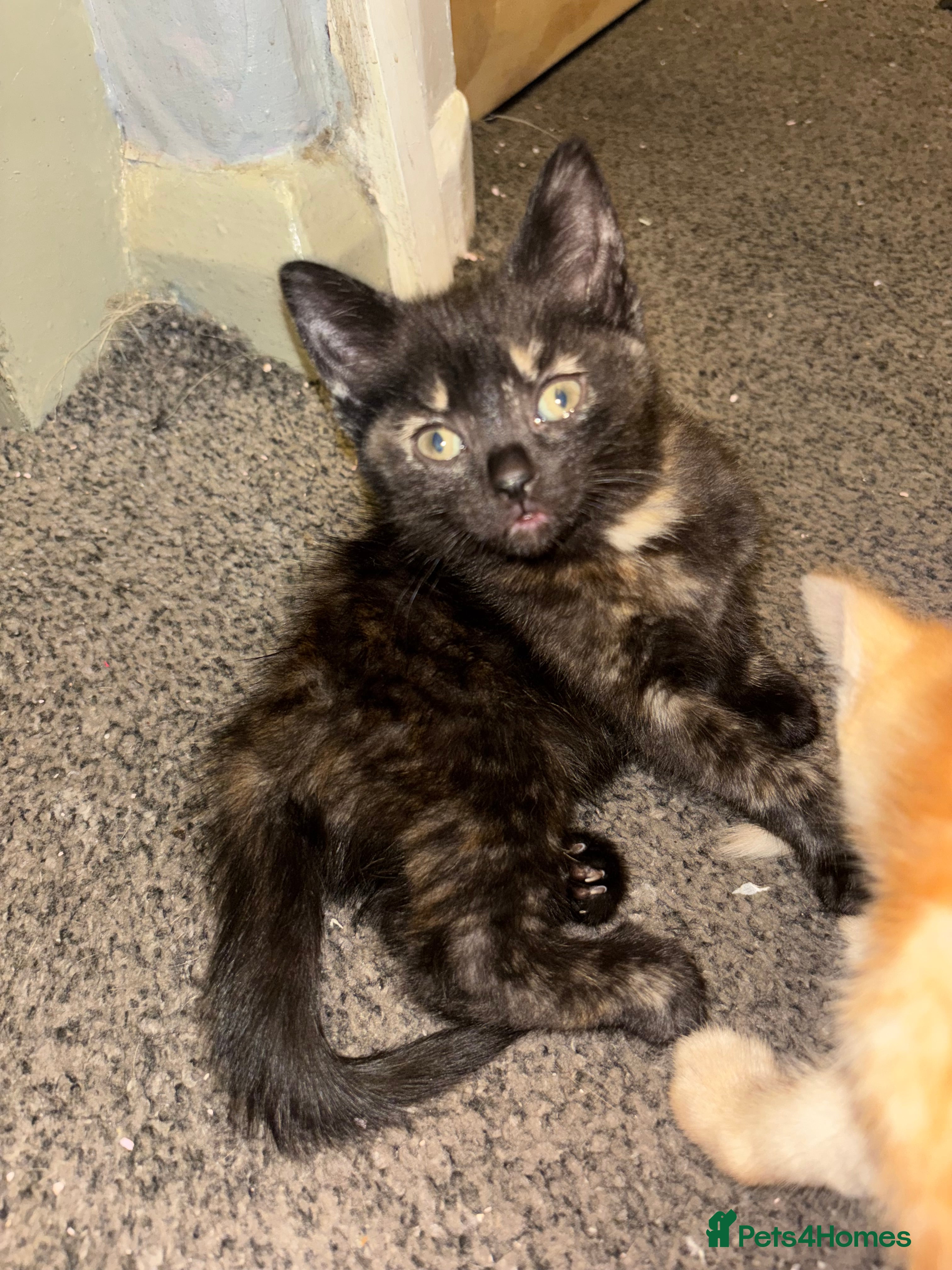 Mixed Breed cats Four gorgeous kittens ready by christmas  - Advert 1