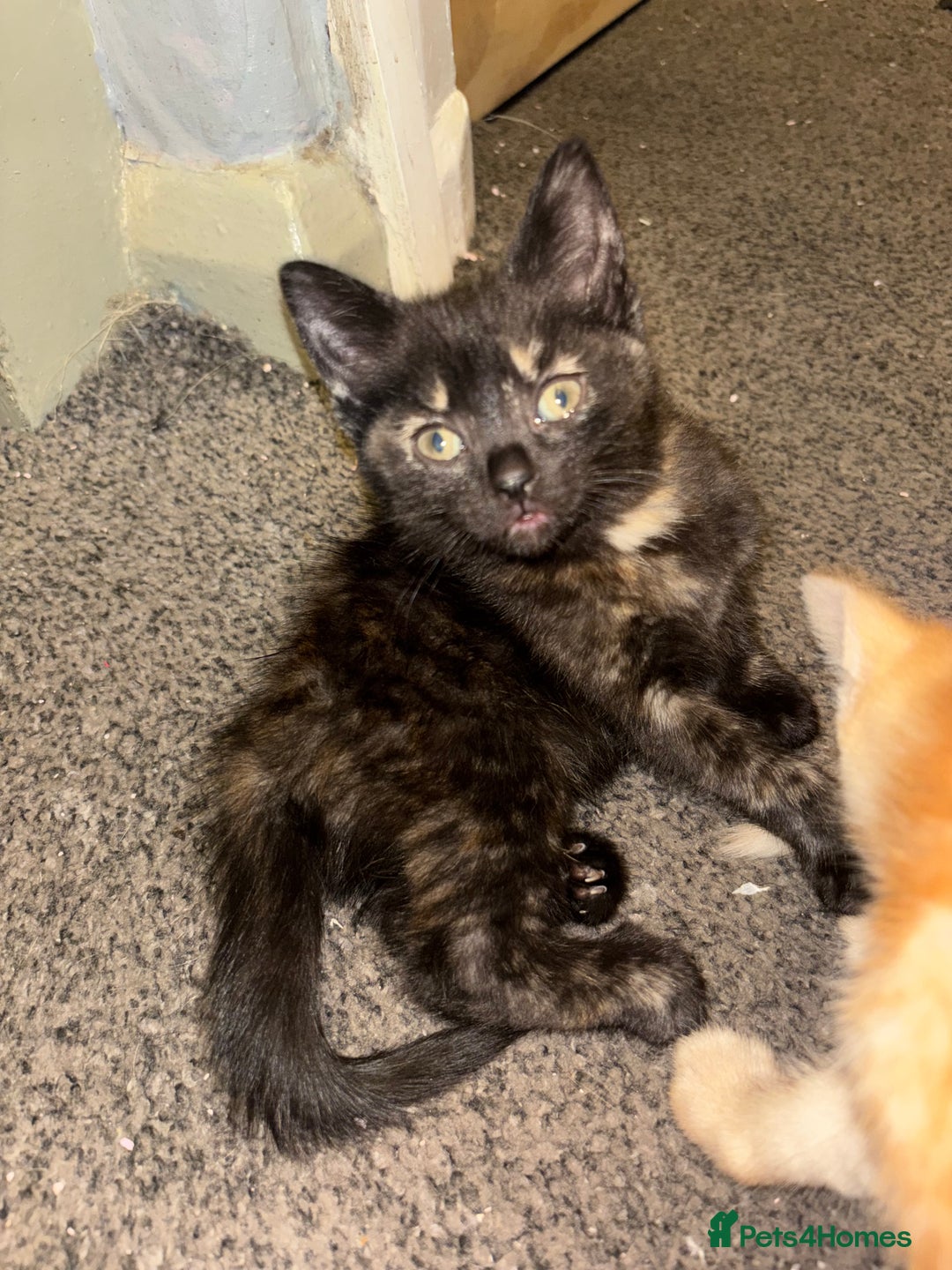 Mixed Breed cats for sale: Four gorgeous kittens ready by  **   - Advert 1