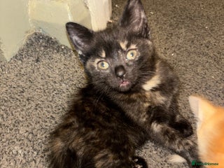 Mixed Breed cats Four gorgeous kittens ready by christmas - Advert 1