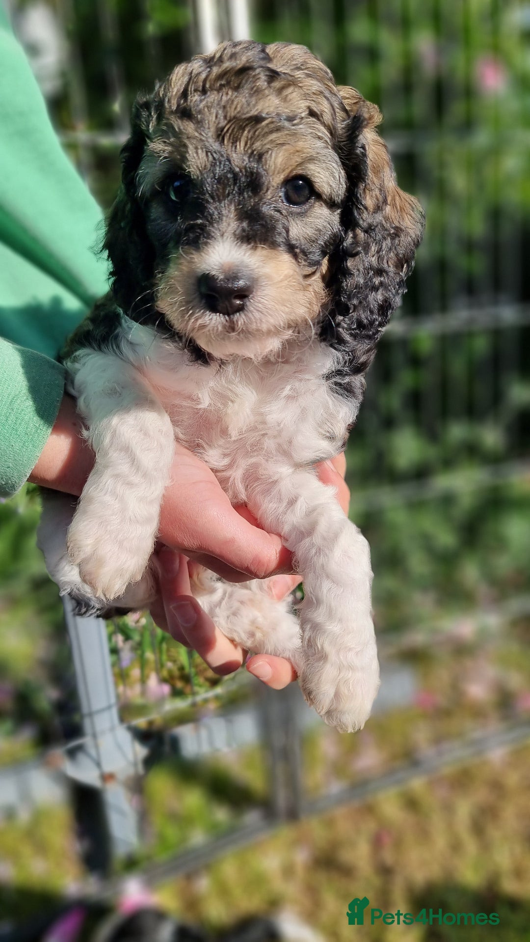 Cavapoo dogs for sale: F1b Standard Cavapoo, 3 remaining ready to leave in Watchet - Image 17