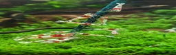 Shrimps fish for sale: Stunning red crystal shrimp in Bodmin in Bodmin - Advert 1
