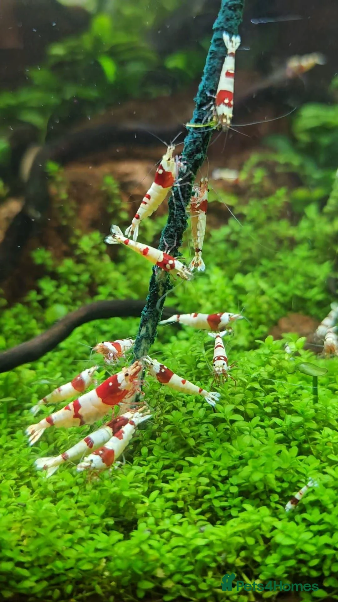 Shrimps fish for sale: Stunning red crystal shrimp in Bodmin in Bodmin - Advert 1