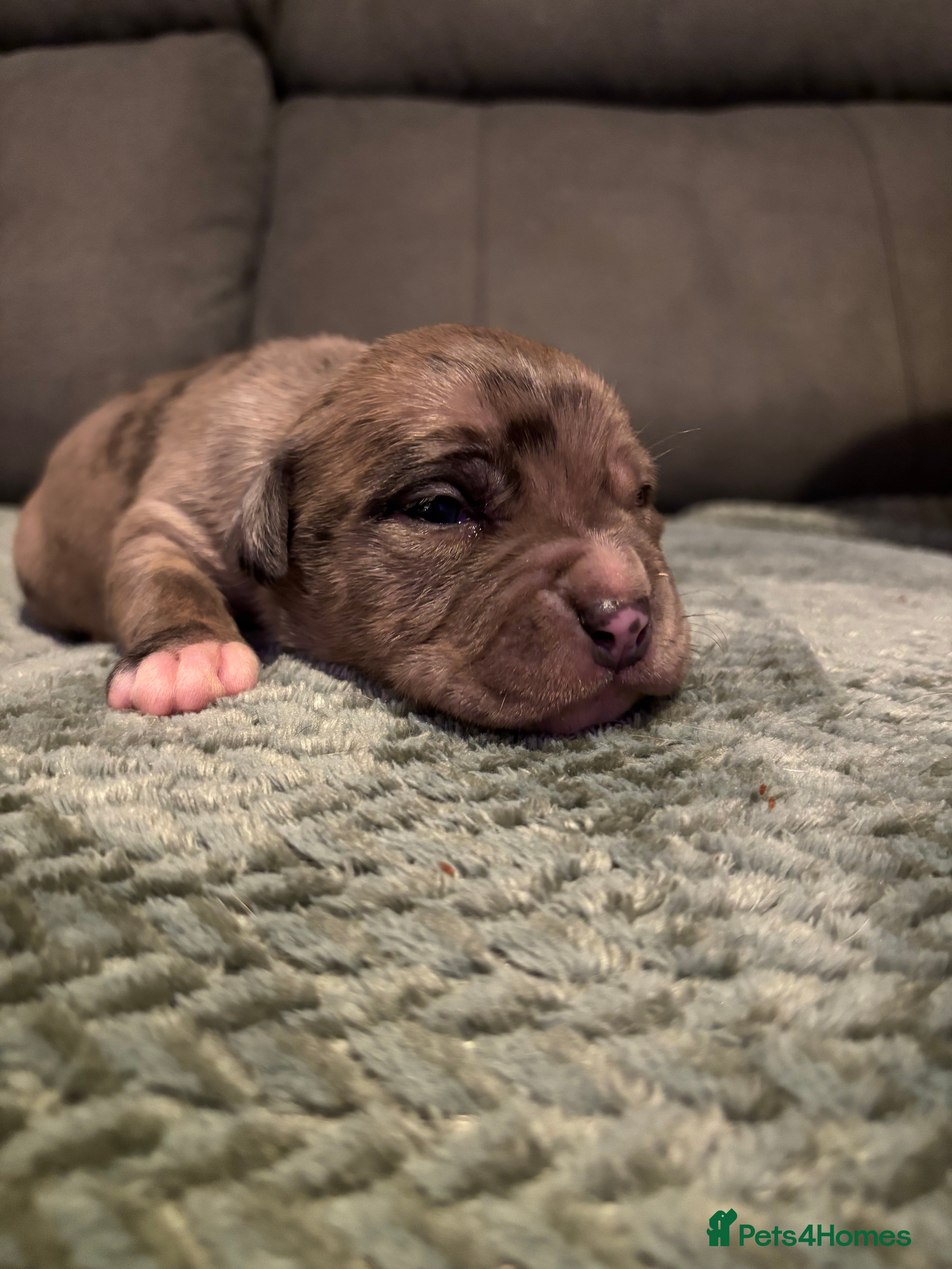 Staffordshire Bull Terrier dogs Staffy pups  - Advert 3