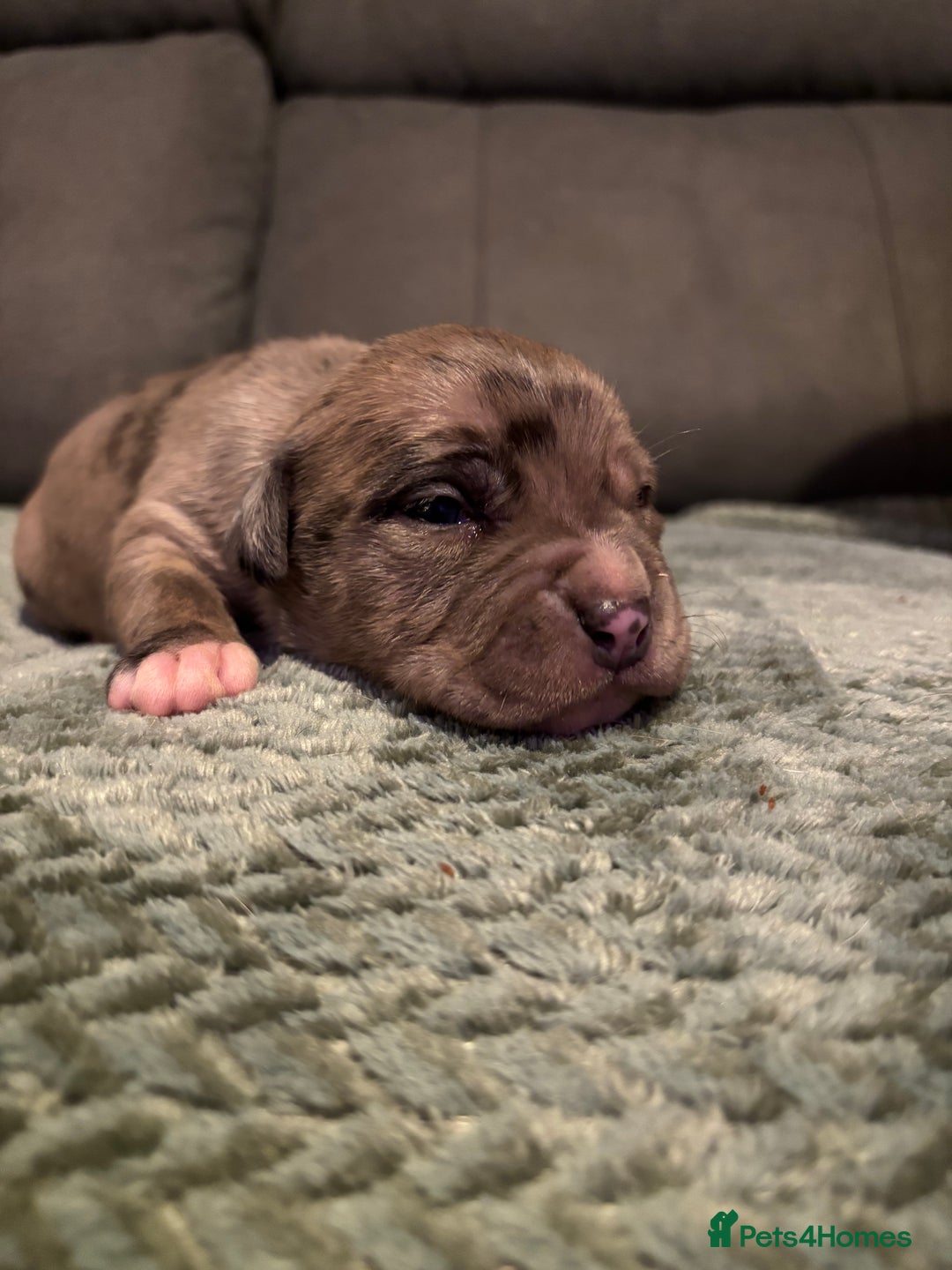 Staffordshire Bull Terrier dogs for sale: Staffy pups  - Advert 1