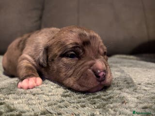 Staffordshire Bull Terrier dogs Staffy pups - Advert 1