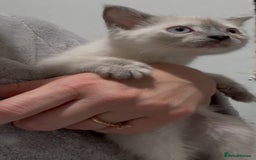 Mixed Breed cats for sale: Stunning Persian x Siamese kittens - Image 6