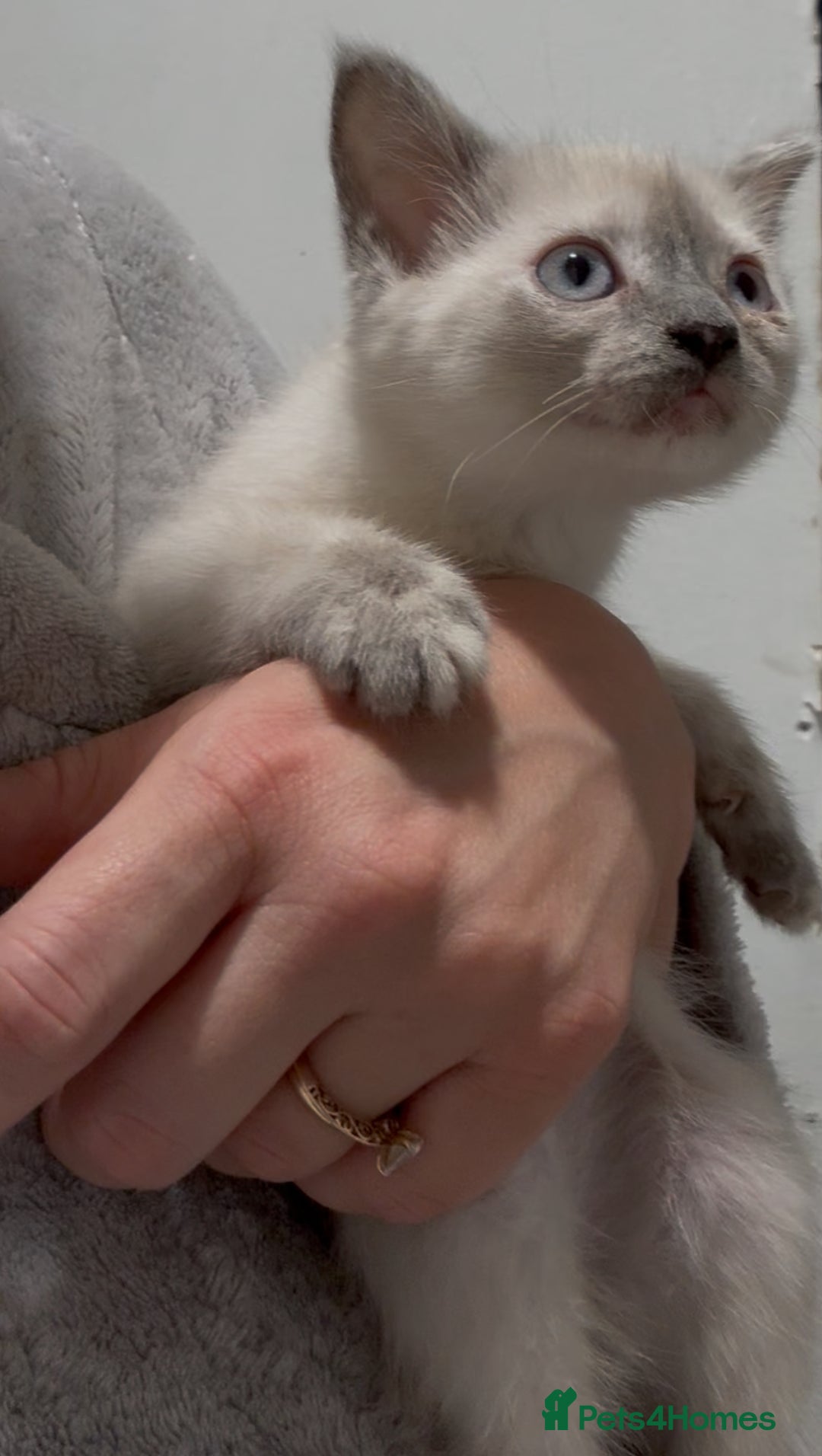 Mixed Breed cats for sale: Stunning Persian x Siamese kittens - Image 6