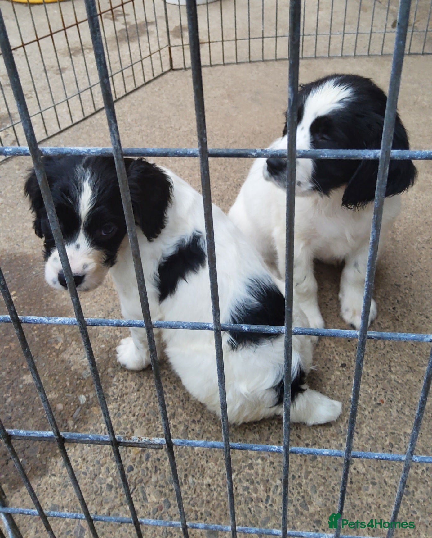 English Springer Spaniel dogs for sale: Photos! 2 Springer Spaniel beautiful pedigree pups - Advert 8