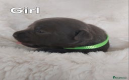 Staffordshire Bull Terrier dogs for sale: Staffordshire Bull Terrier Puppy - Image 8