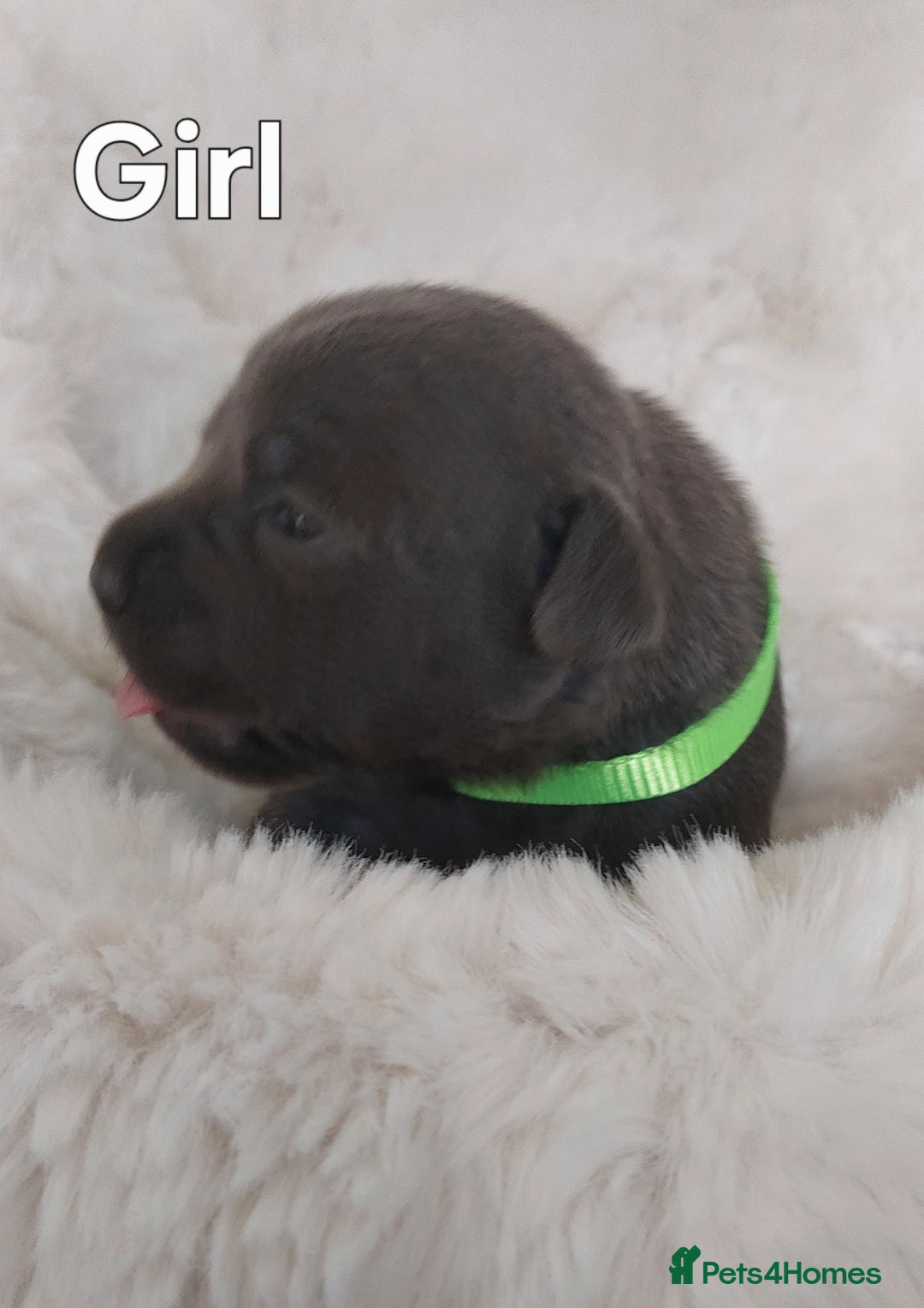Staffordshire Bull Terrier dogs for sale: Staffordshire Bull Terrier Puppy - Image 8