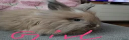 Angora rabbits for sale: English Angora Full Faced - Advert 2
