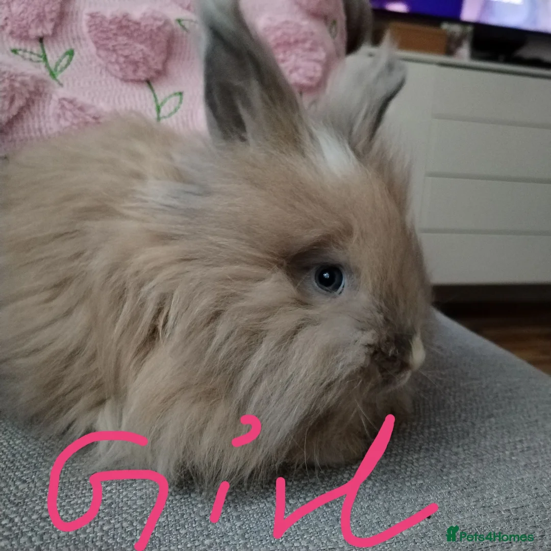 Angora rabbits for sale: English Angora Full Faced - Advert 2