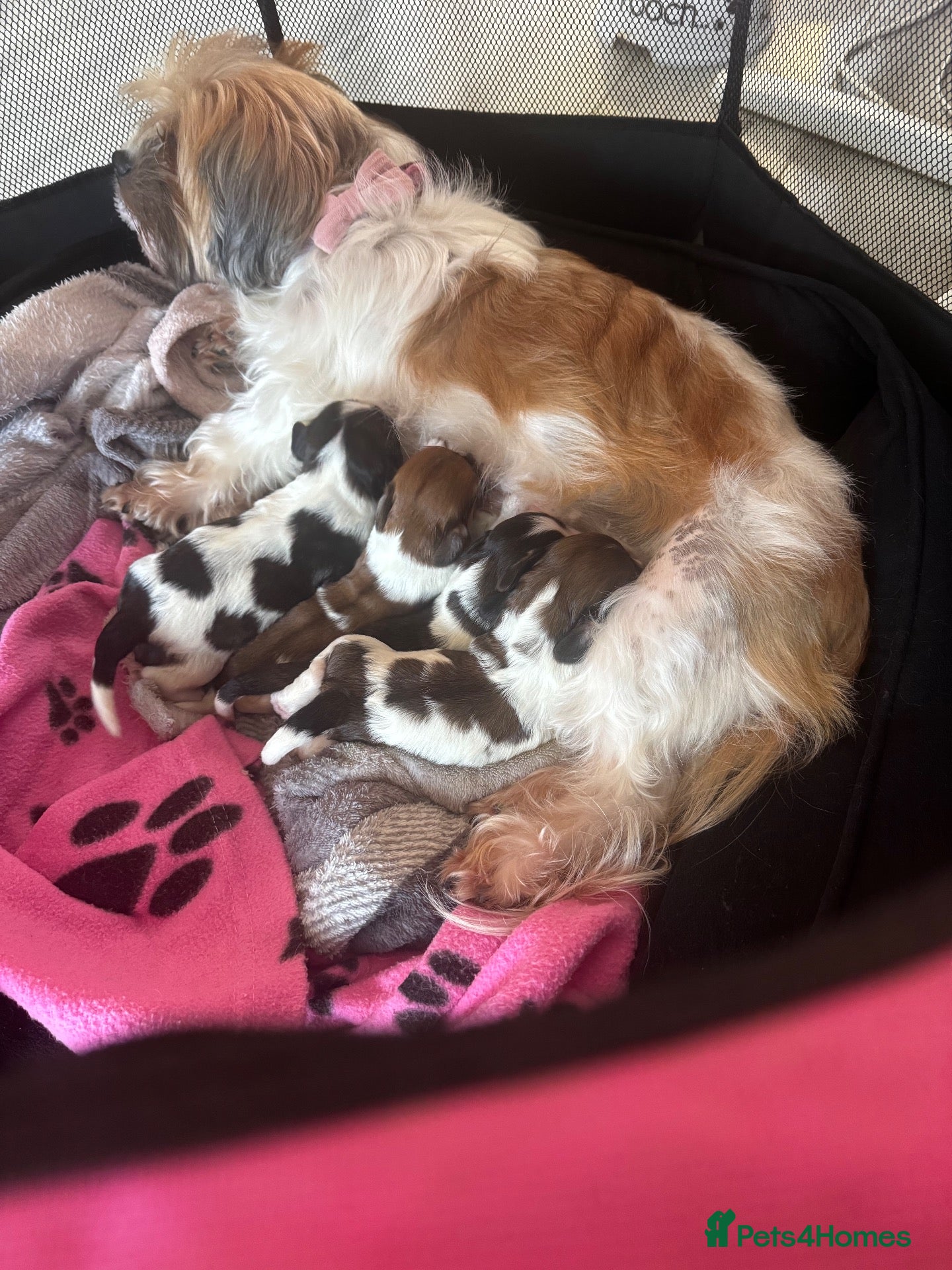 Malshi dogs 4 beautiful malshi girls for sale - Advert 7