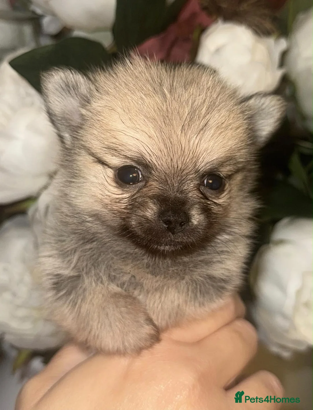 Pomchi dogs for sale: Pomchi puppies  in Orpington - Advert 1
