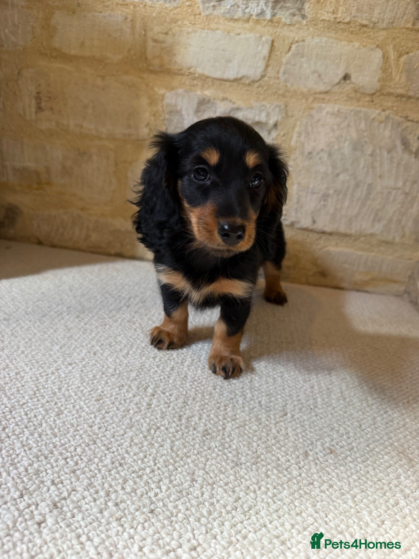 Miniature Dachshund dogs READY NOW KC Long-Haired Miniature Dachshund girl - Advert 5
