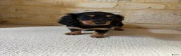 Miniature Dachshund dogs for sale: READY NOW KC Long-Haired Miniature Dachshund girl - Advert 1