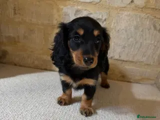 Miniature Dachshund dogs READY NOW KC Long-Haired Miniature Dachshund girl - Advert 5