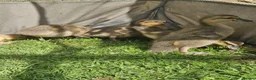 Ducks poultry for sale: 6 call ducklings 2 weeks old - Advert 8