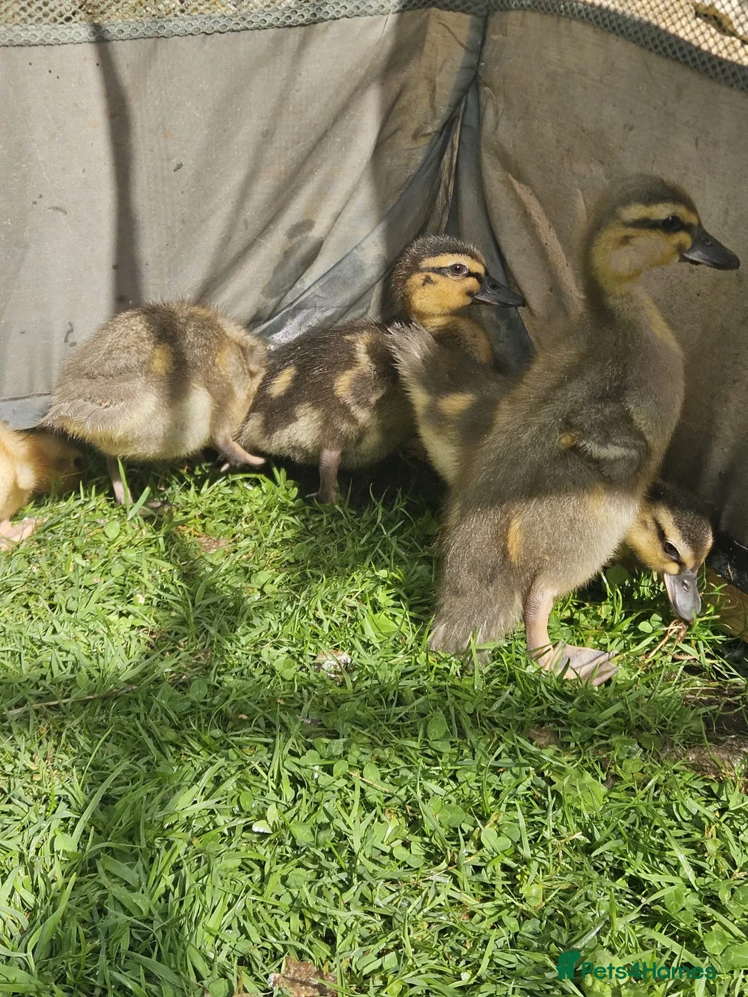 Ducks poultry for sale: 6 call ducklings 2 weeks old - Advert 8