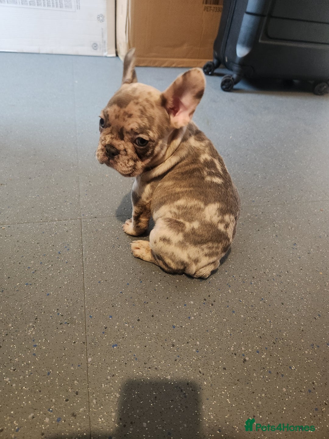 French Bulldog dogs for sale: Beautiful Puppy's For Sale  - Advert 28