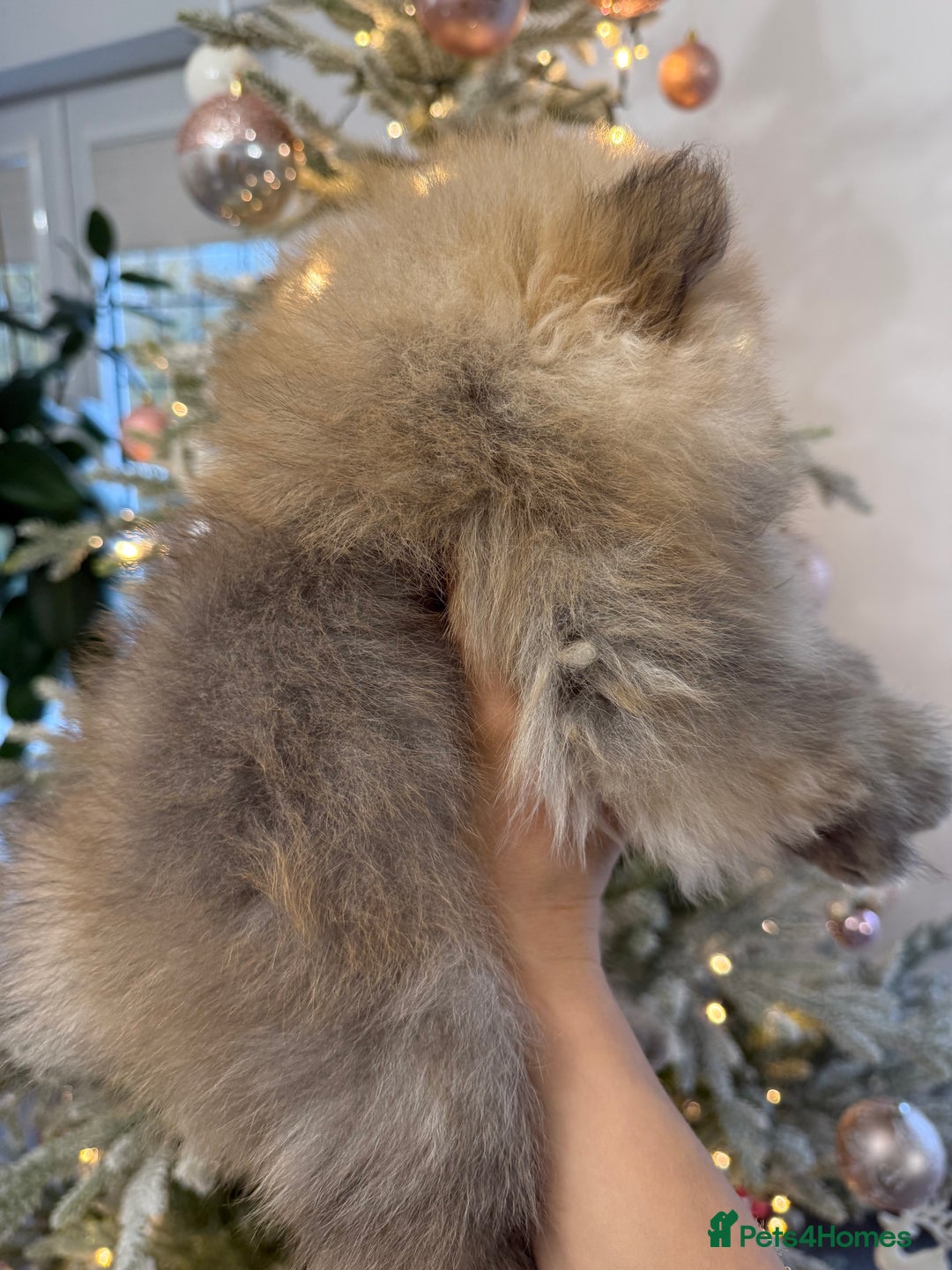 Pomeranian dogs for sale: KC Registered Pomeranian Puppies - Advert 20