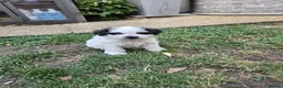 Bichon Frise dogs for sale: Bichon Puppyes - Advert 16