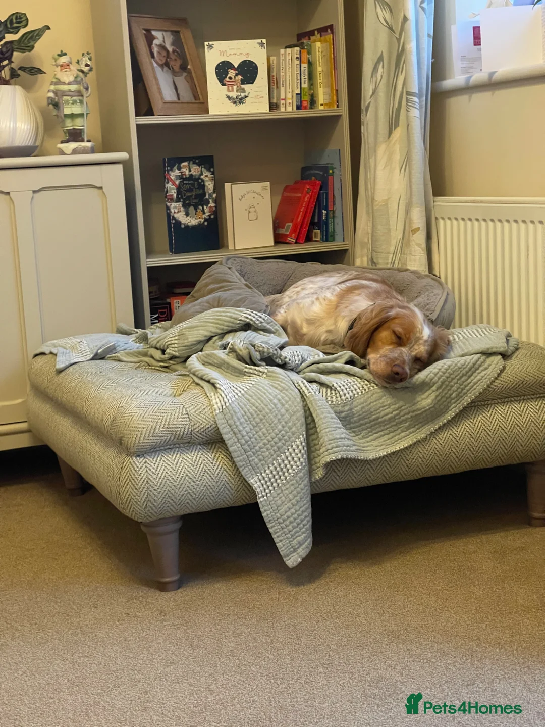 Cocker Spaniel dogs for sale: Leo – 2-Year-Old Lemon Roan Working Cocker Spaniel - Advert 2