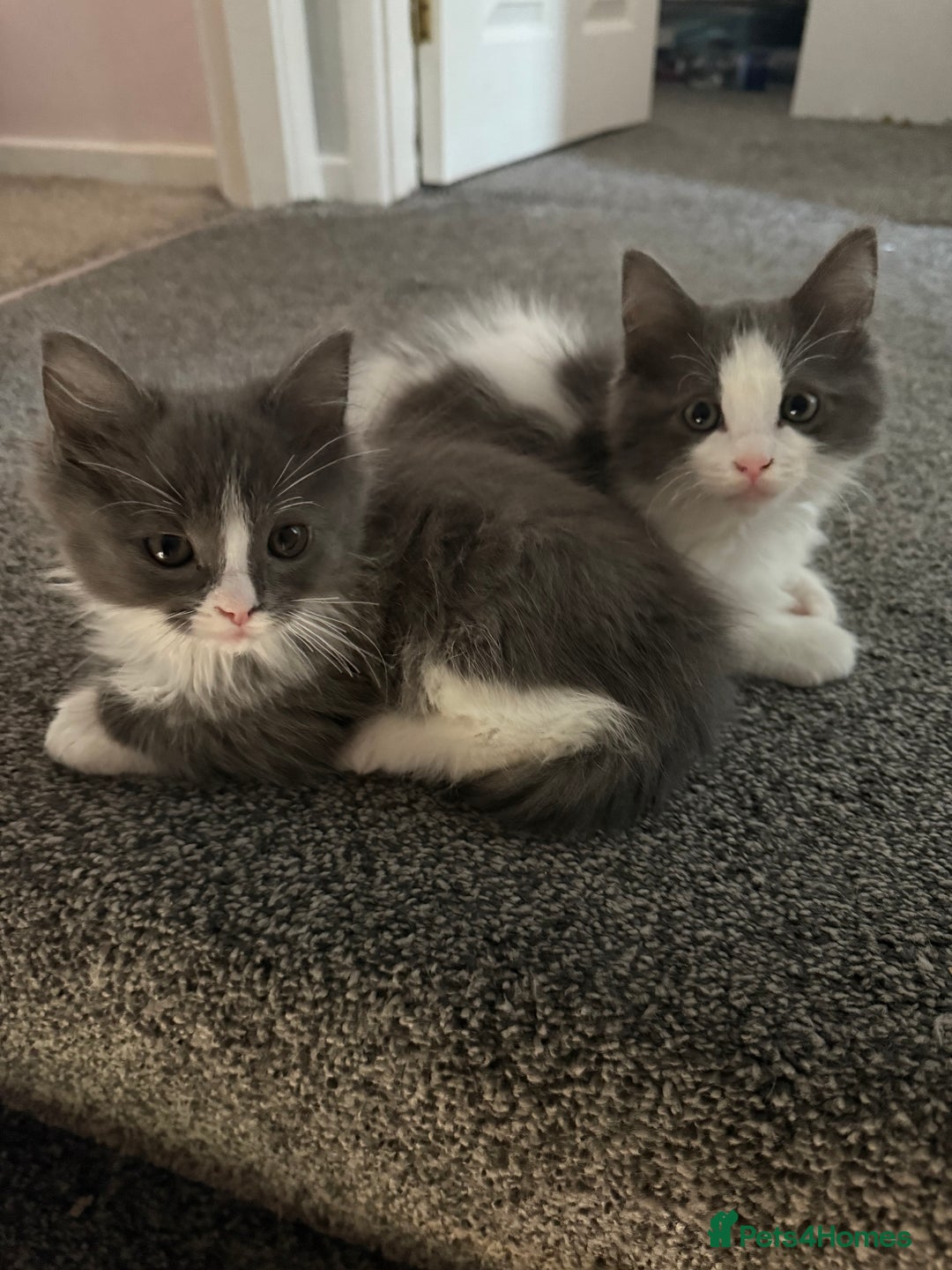 Ragcoon cats for sale: Beautiful Ragdoll x Mainecoon ready to leave   - Advert 4