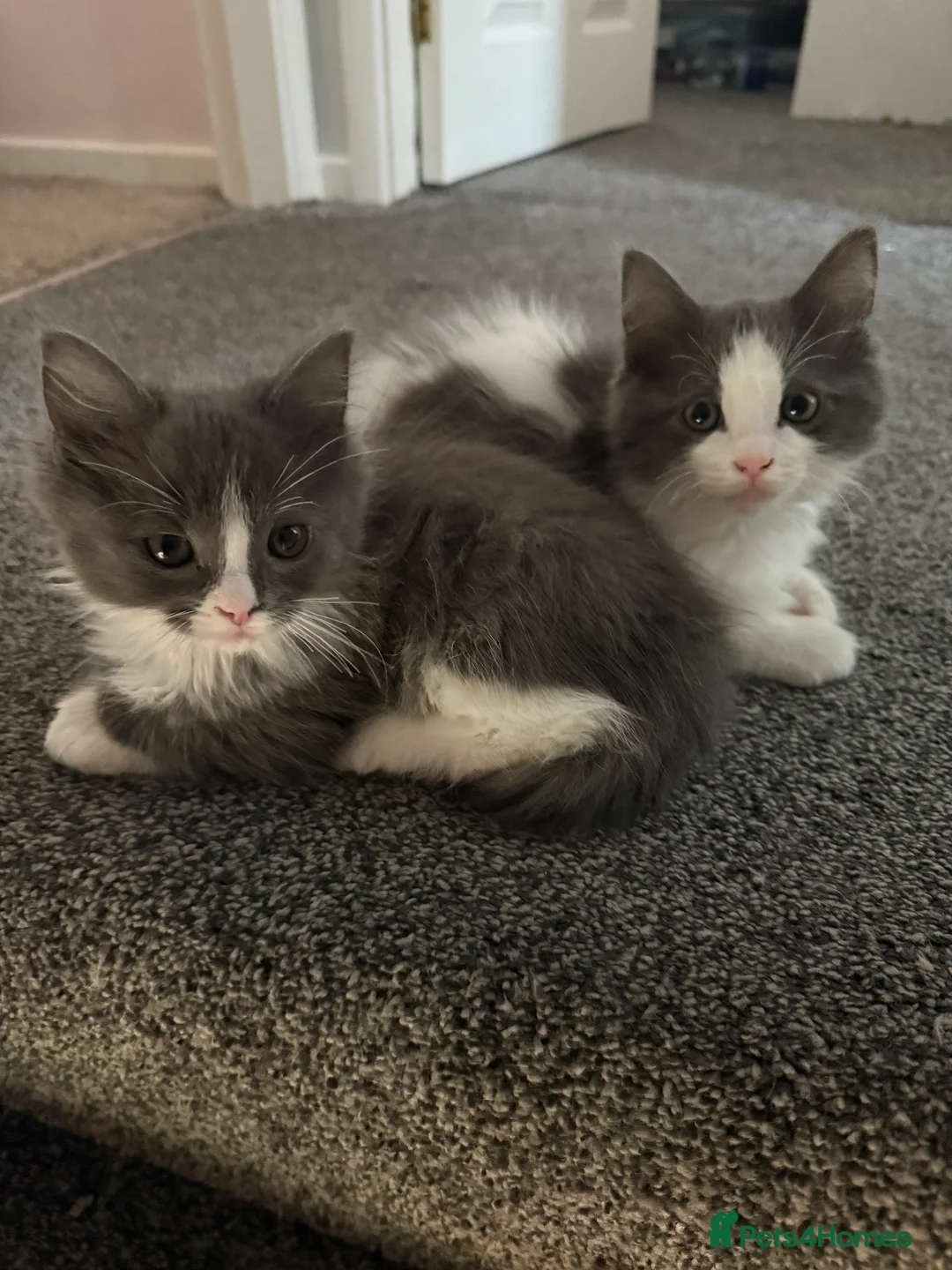 Ragcoon cats for sale:  Ragdoll x Mainecoon 1 female left  - Advert 4