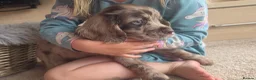 Cocker Spaniel dogs for sale: Rare coloured working type cocker spaniels! - Advert 2