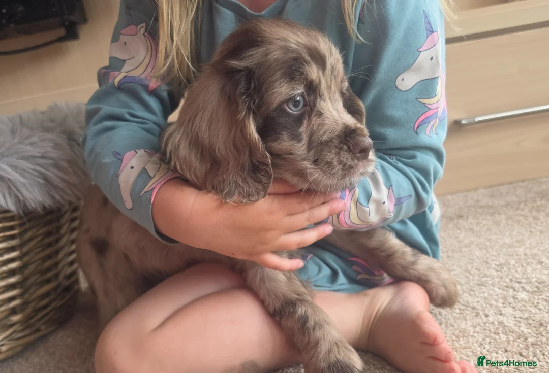 Cocker Spaniel dogs for sale: Rare coloured working type cocker spaniels! - Advert 2