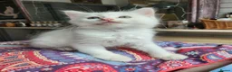 Mixed Breed cats for sale: Khao Manee mix kittens for sale  - Advert 12