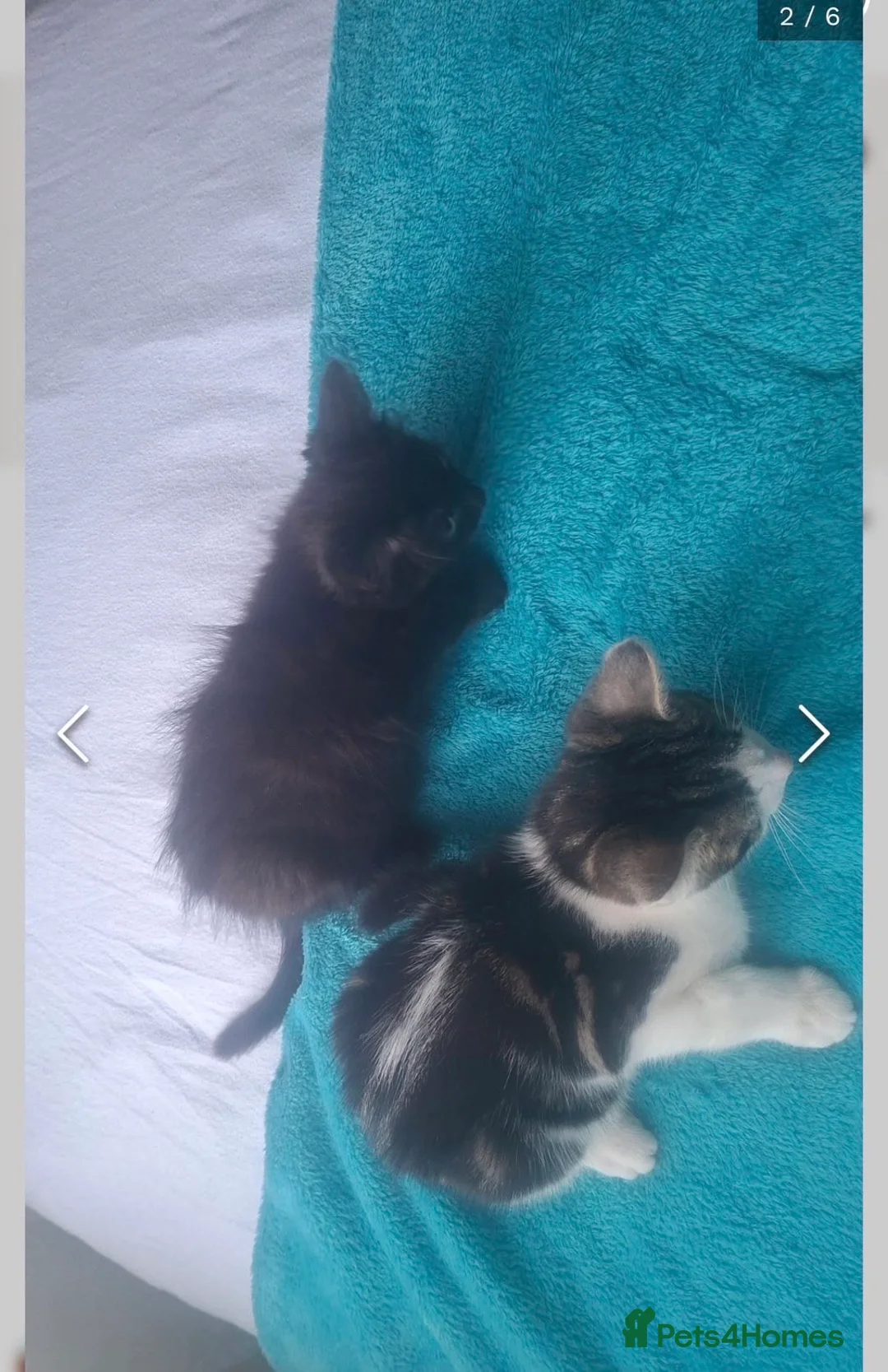 Mixed Breed cats for sale: Black kitten (8weeks)  - Advert 3