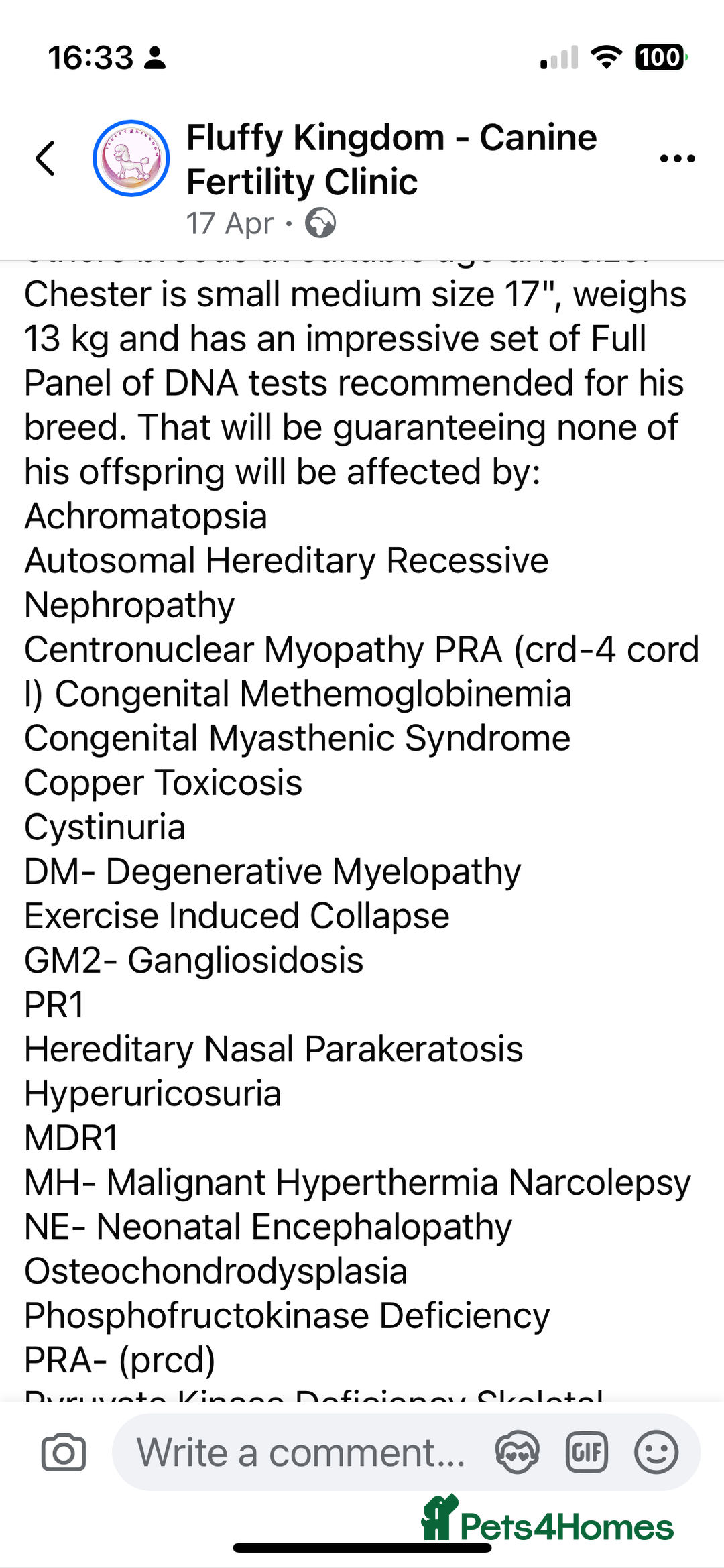 Australian Labradoodle dogs for sale: Gorgeous Australian Labradoodle Puppies  - Advert 33