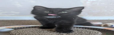 Fluffy black boy