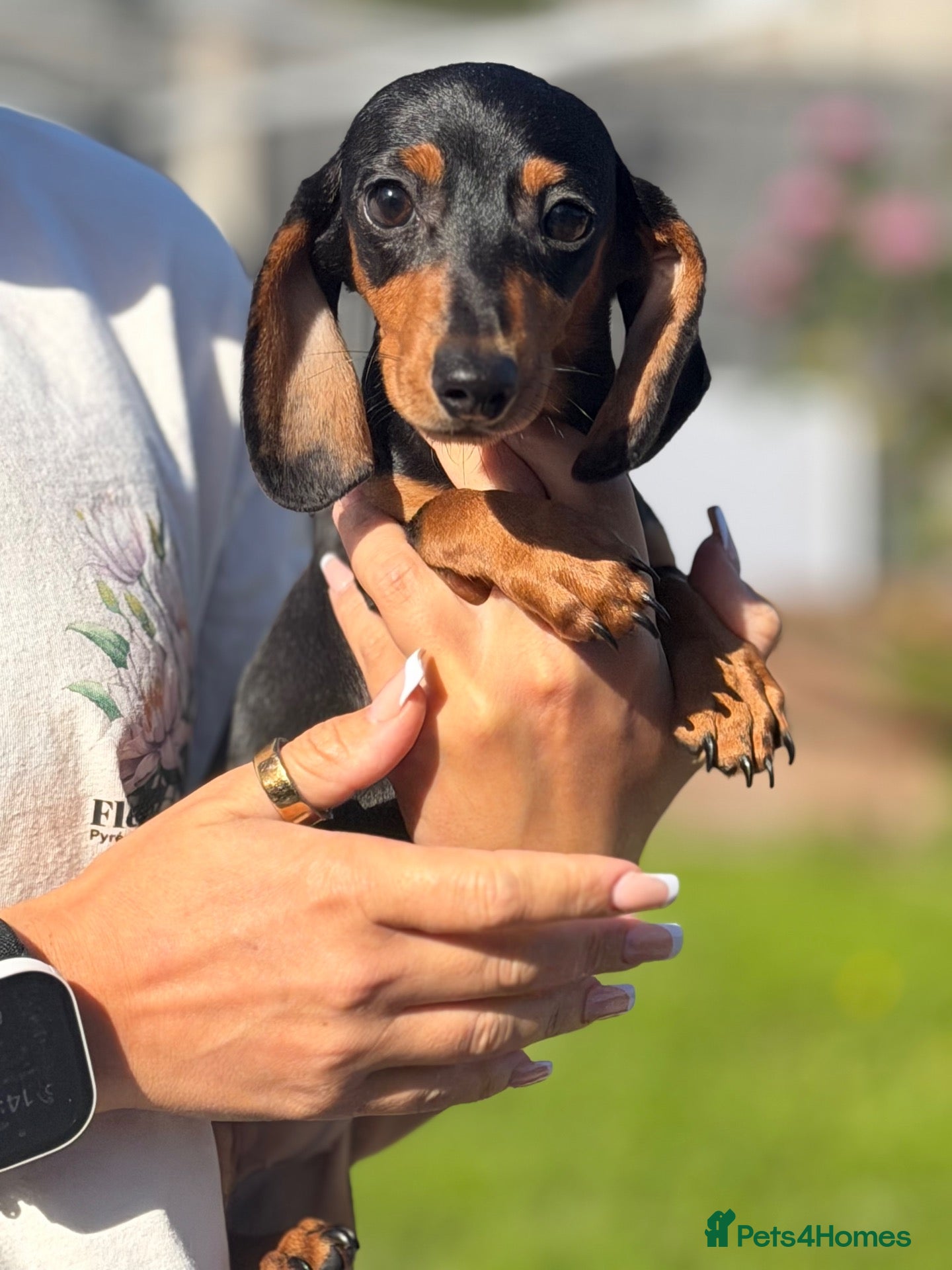Miniature Dachshund dogs Miniature dachshund puppies  - Advert 2