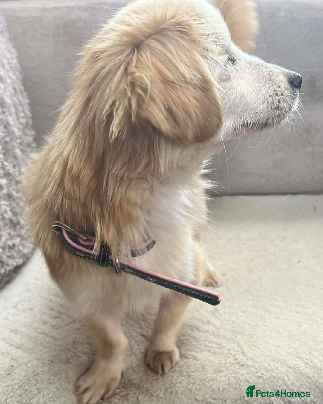 Mixed Breed dogs for adoption: Marvellous Molly - Advert 3