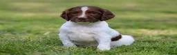 English Springer Spaniel dogs for sale: Kc registered English springer spaniel pups - Advert 9