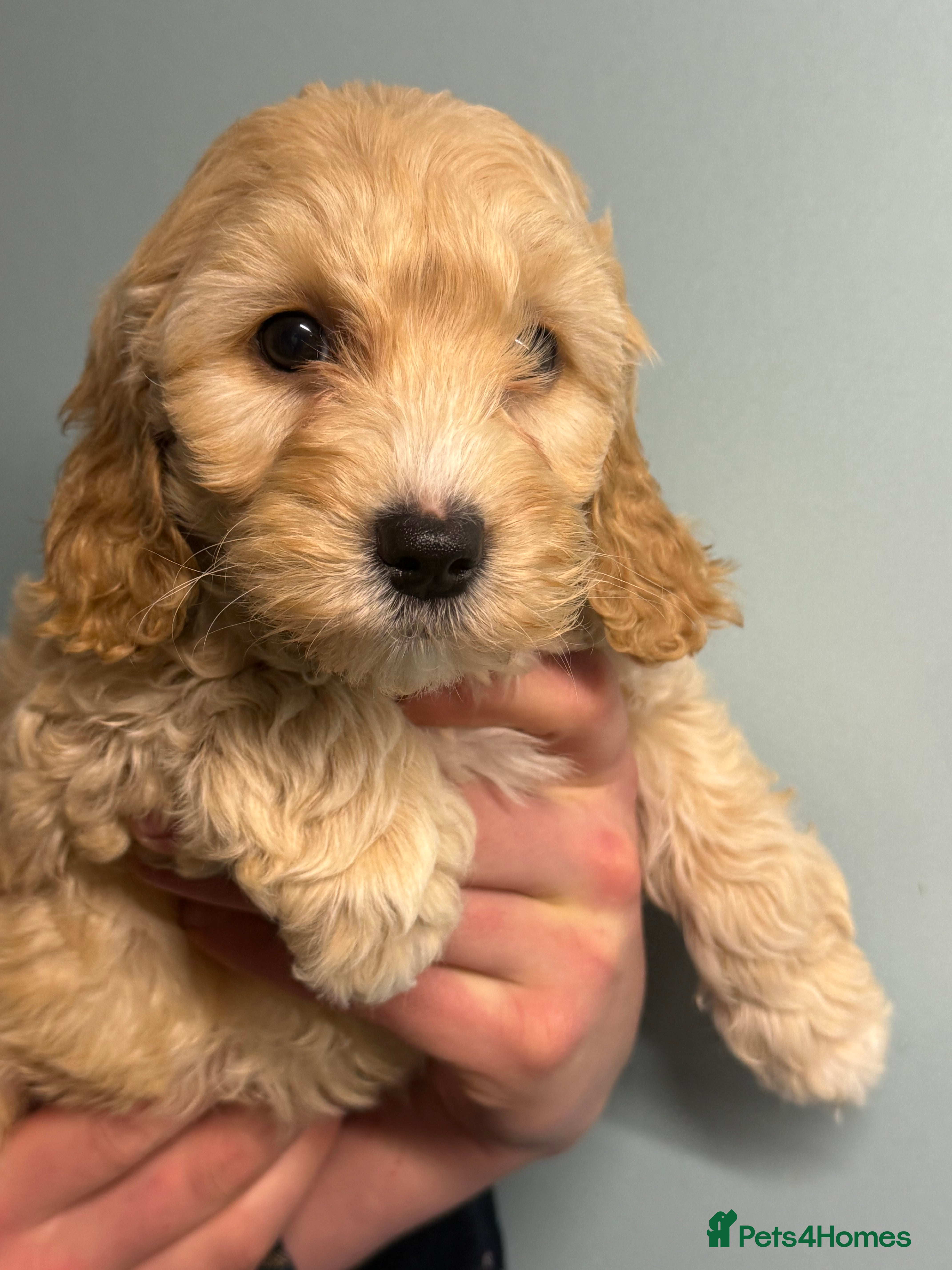 Cockapoo dogs READY NOW Stunning F1B Cockapoo girl - Advert 2