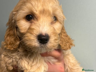 Cockapoo dogs READY NOW Stunning F1B Cockapoo girl - Advert 2