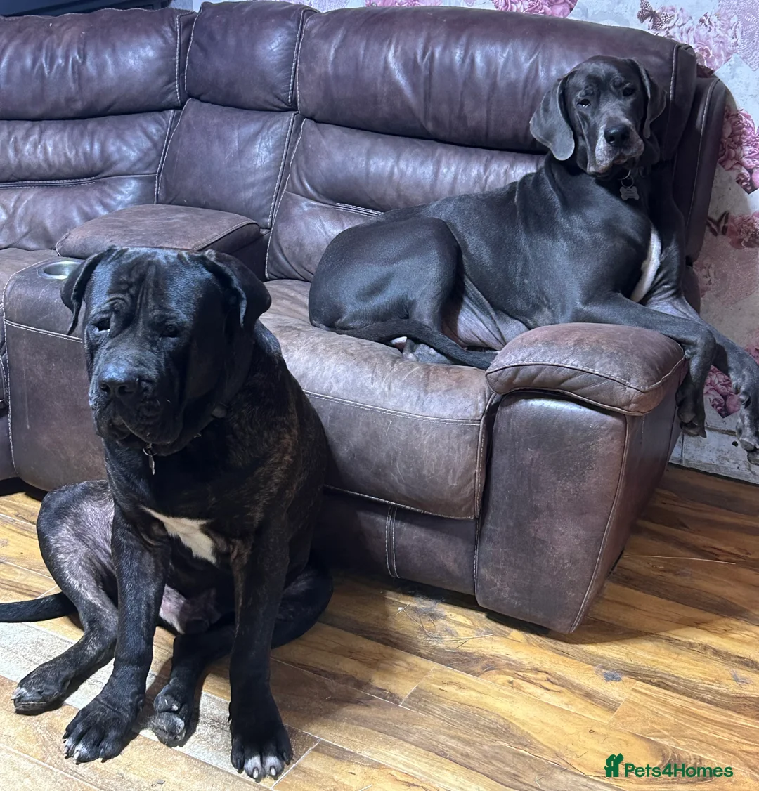 Mixed Breed dogs for sale: Daniff  - Advert 2