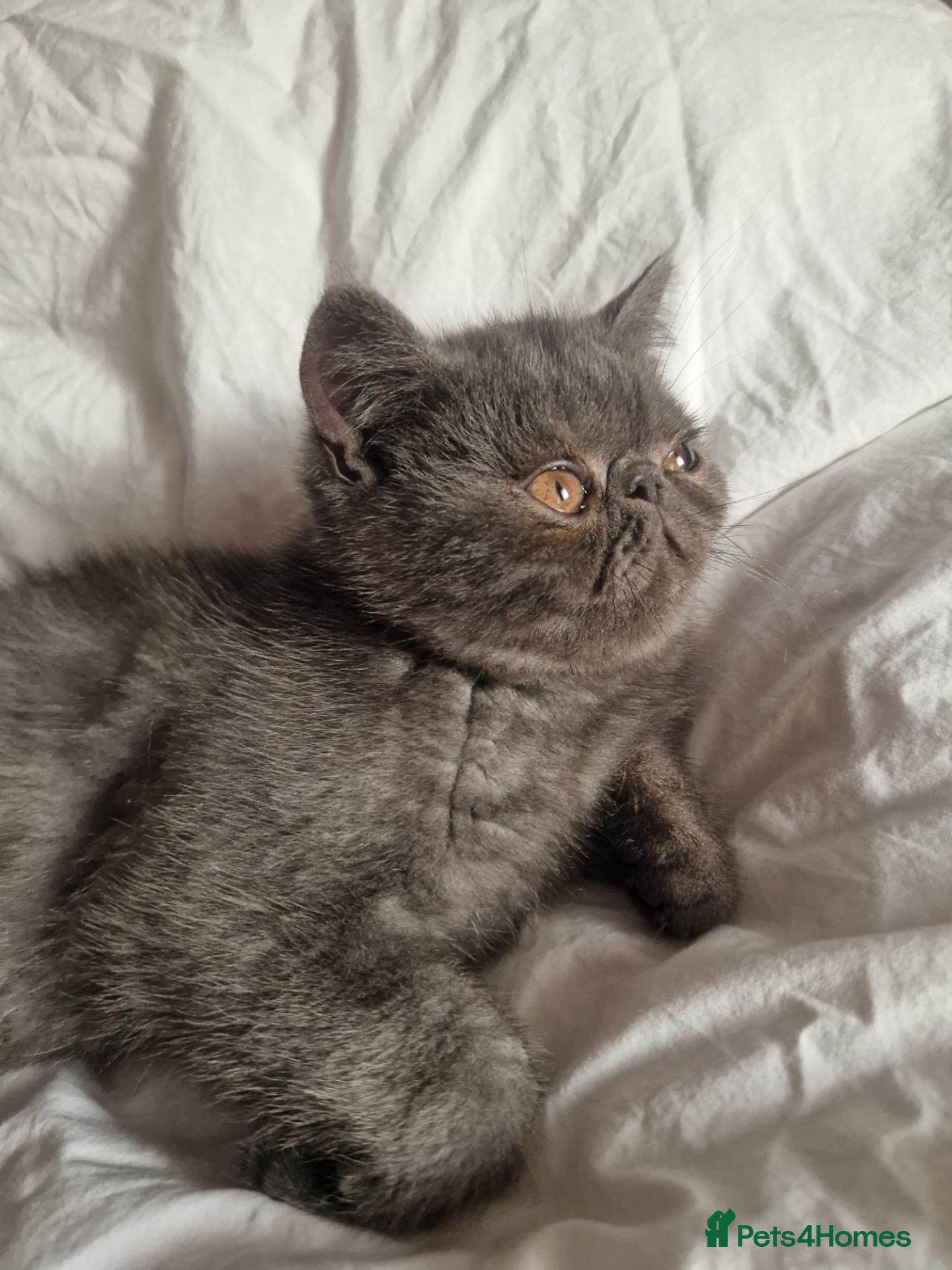 Persian cats Blue Persian exotic  - Advert 13