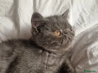 Persian cats Blue Persian exotic - Advert 6