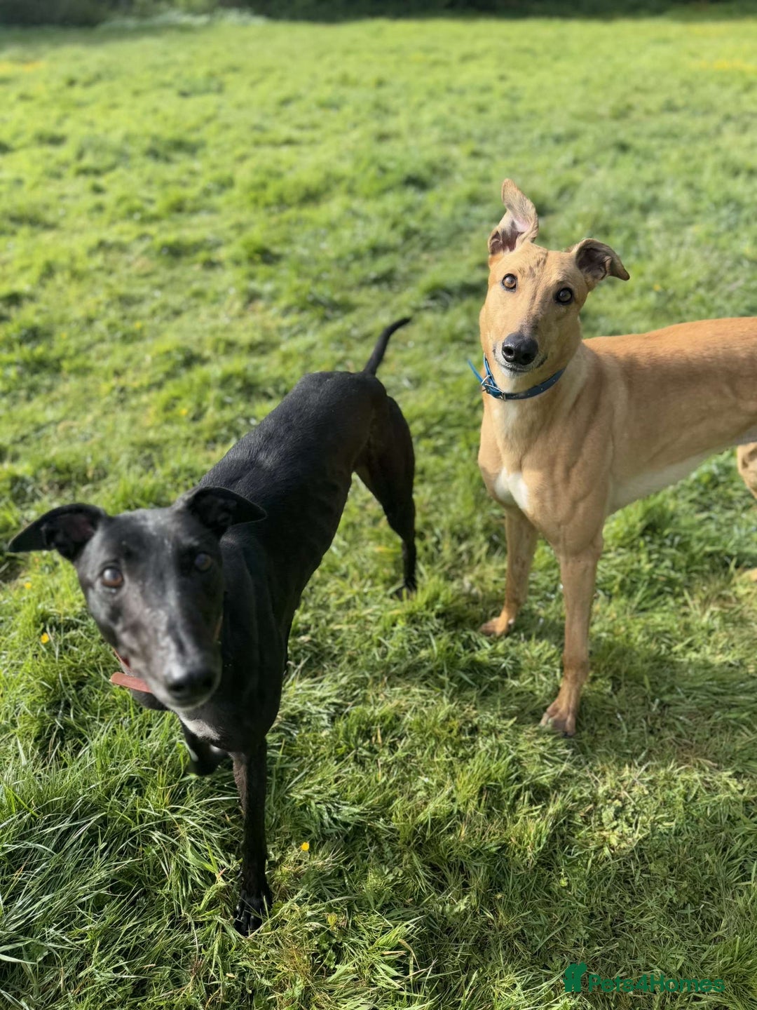 Greyhound dogs for sale: Eli and Oprah 🩵🩷 - Image 6