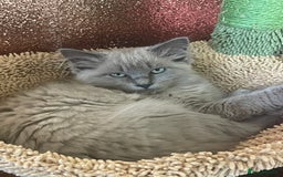 Ragdoll cats for sale: Rare mink female kitten  - Advert 3
