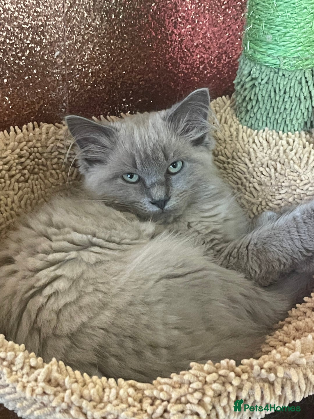 Ragdoll cats for sale: Rare mink female kitten  - Advert 3