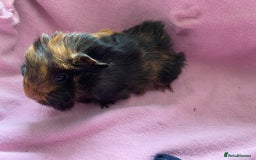 Guinea Pig rodents for sale: Gorgeous female guinea pigs  - Image 2